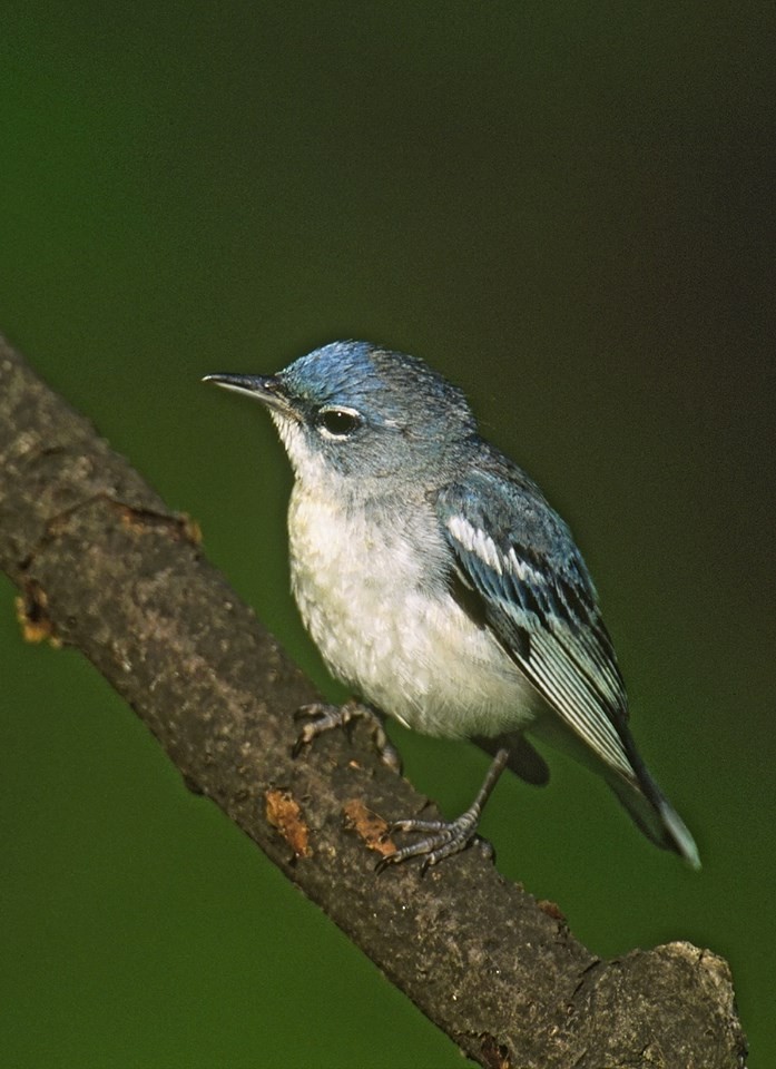 Cerulean Warbler x Northern Parula (hybrid) - ML567113171