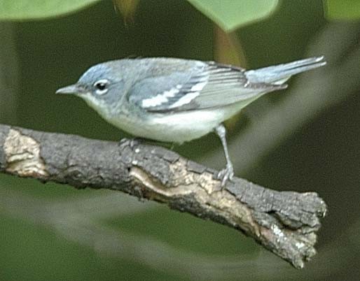 Cerulean Warbler x Northern Parula (hybrid) - ML567113331