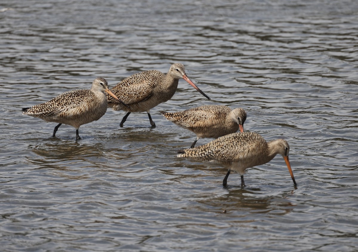 Marbled Godwit - Lily Mah-Sen