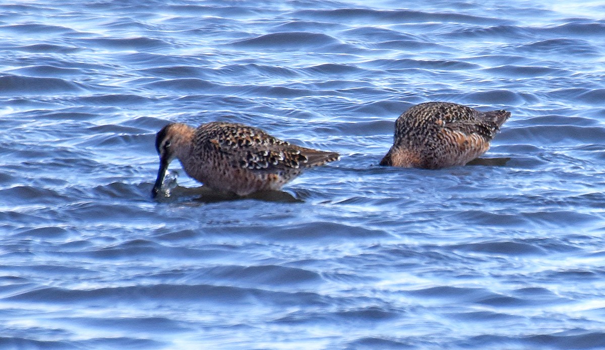 Long-billed Dowitcher - ML56711481