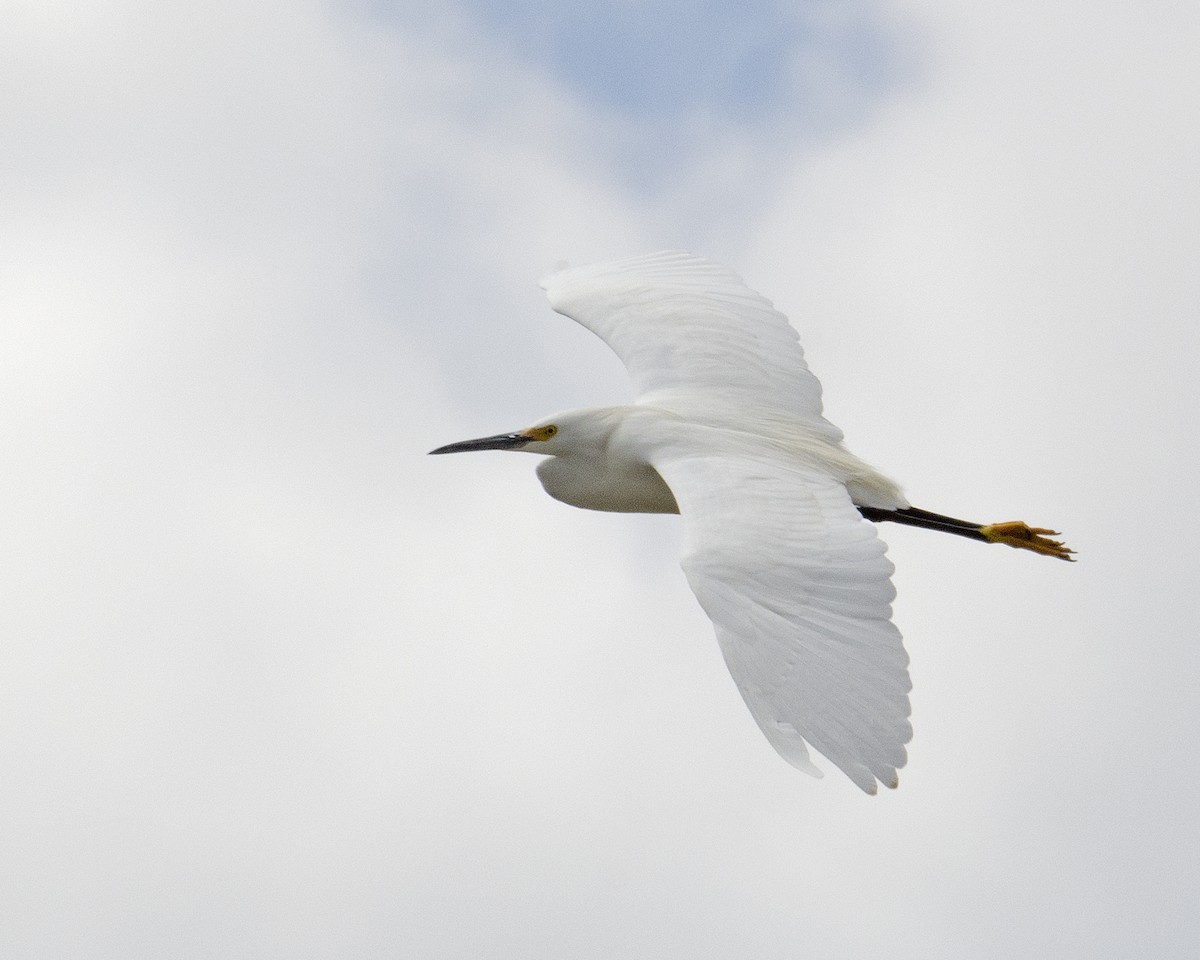 Snowy Egret - ML56711591