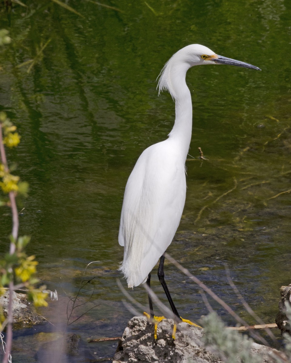 Snowy Egret - ML56711611