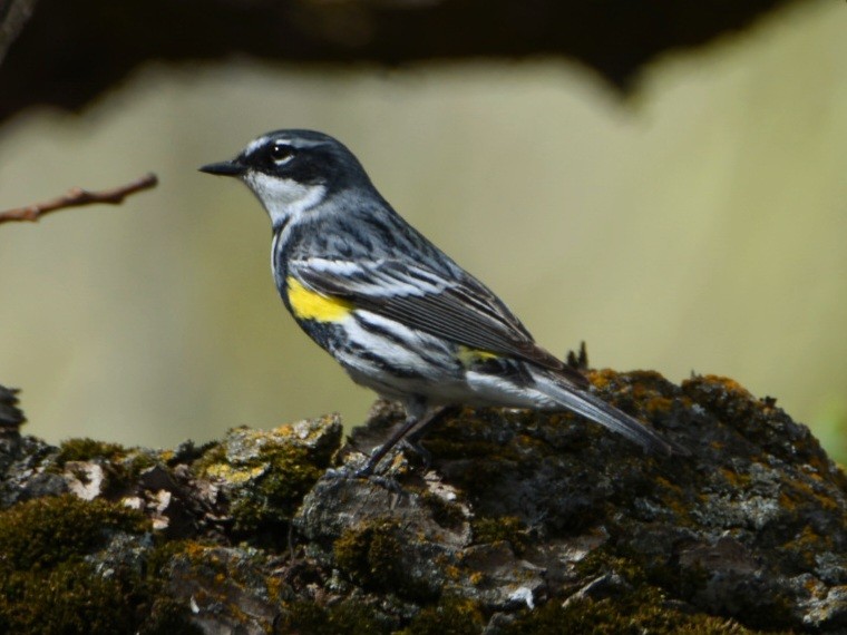 Yellow-rumped Warbler (Myrtle) - Weston Smith