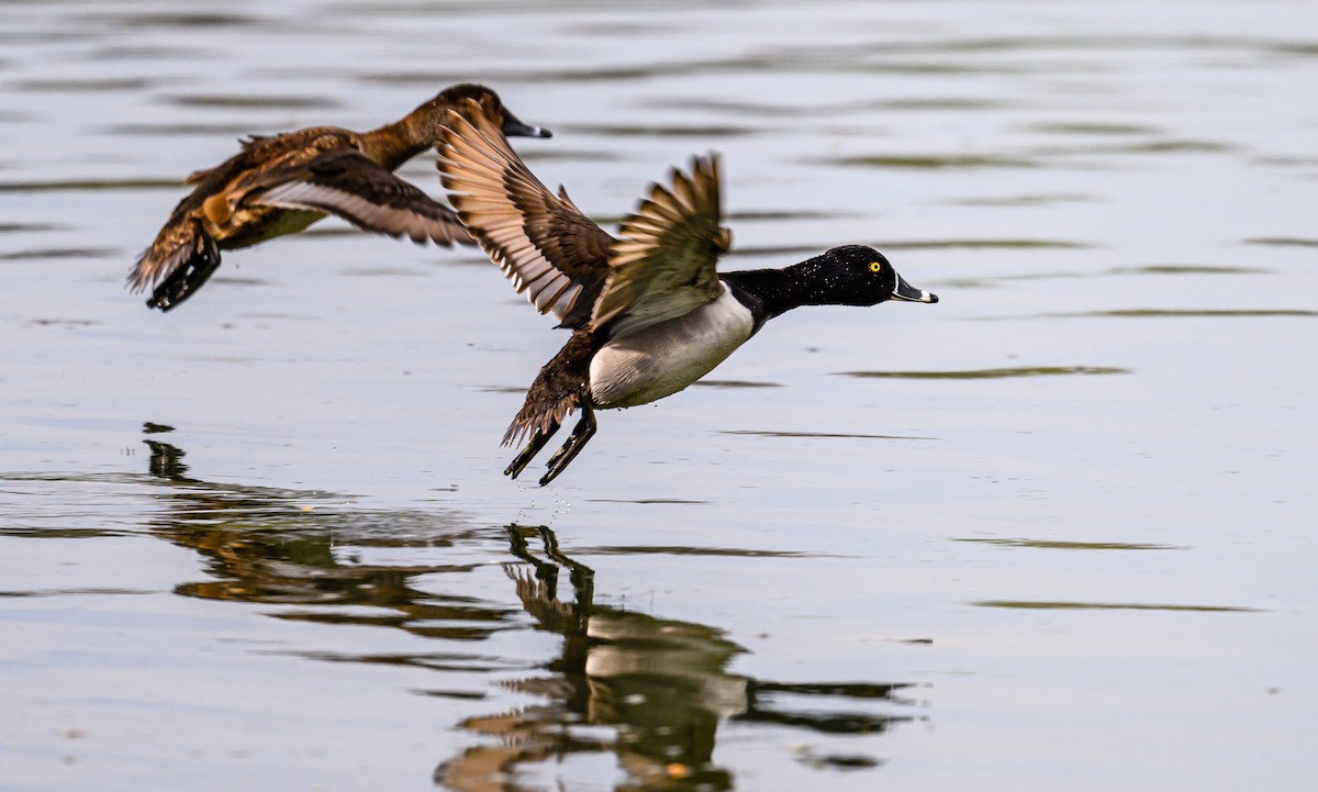 Ring-necked Duck - ML567116581