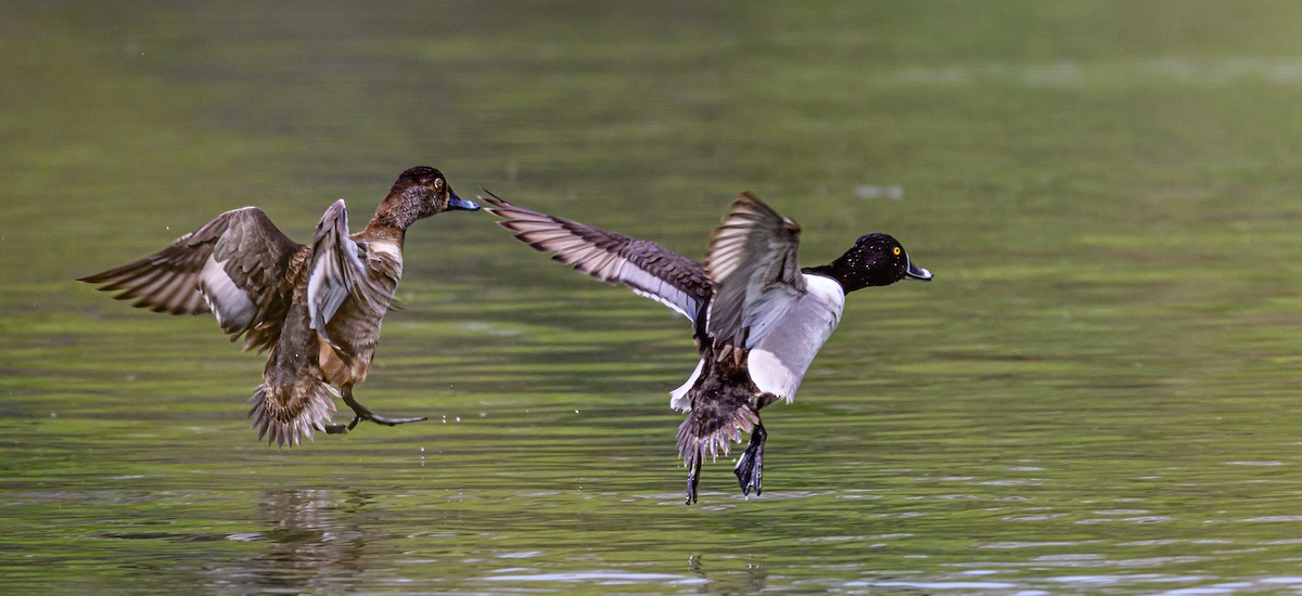 Ring-necked Duck - ML567116591