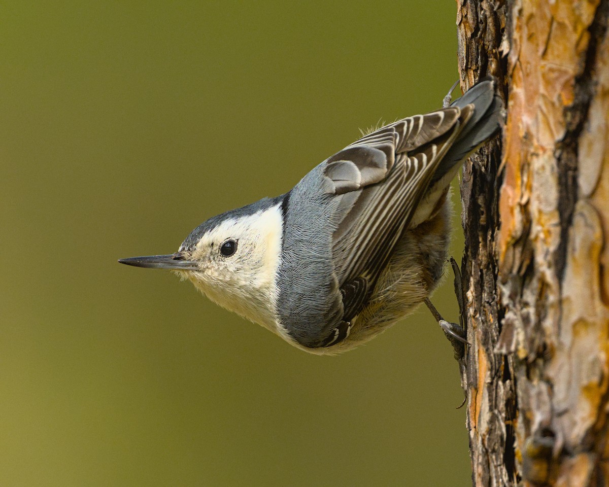 White-breasted Nuthatch - ML567116611