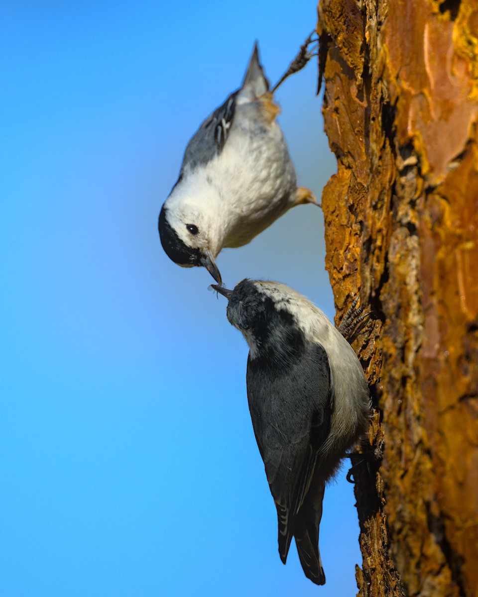 White-breasted Nuthatch - ML567116621