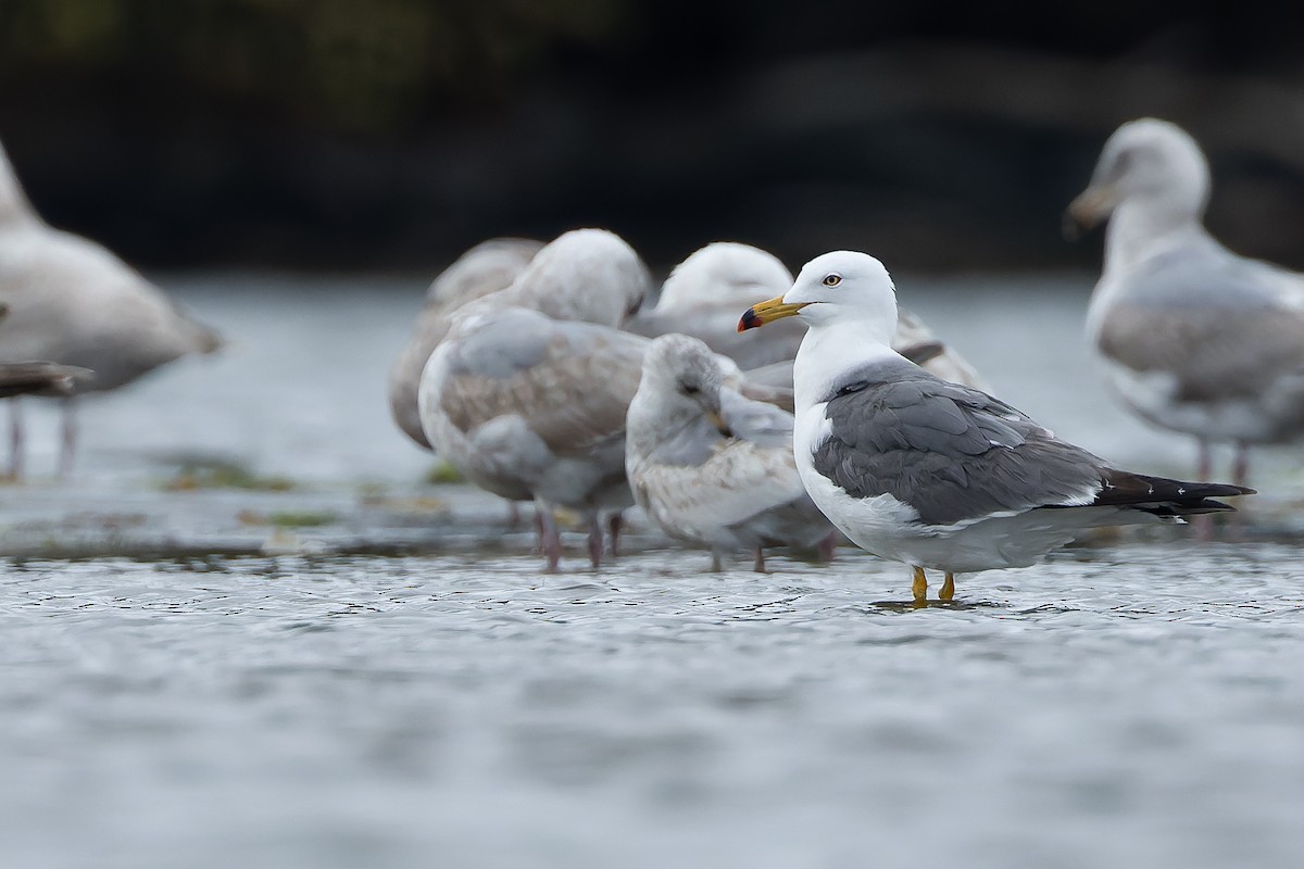 Black-tailed Gull - Joachim Bertrands