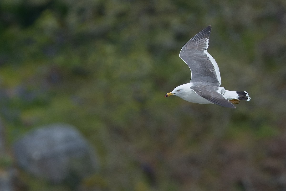 Black-tailed Gull - Joachim Bertrands