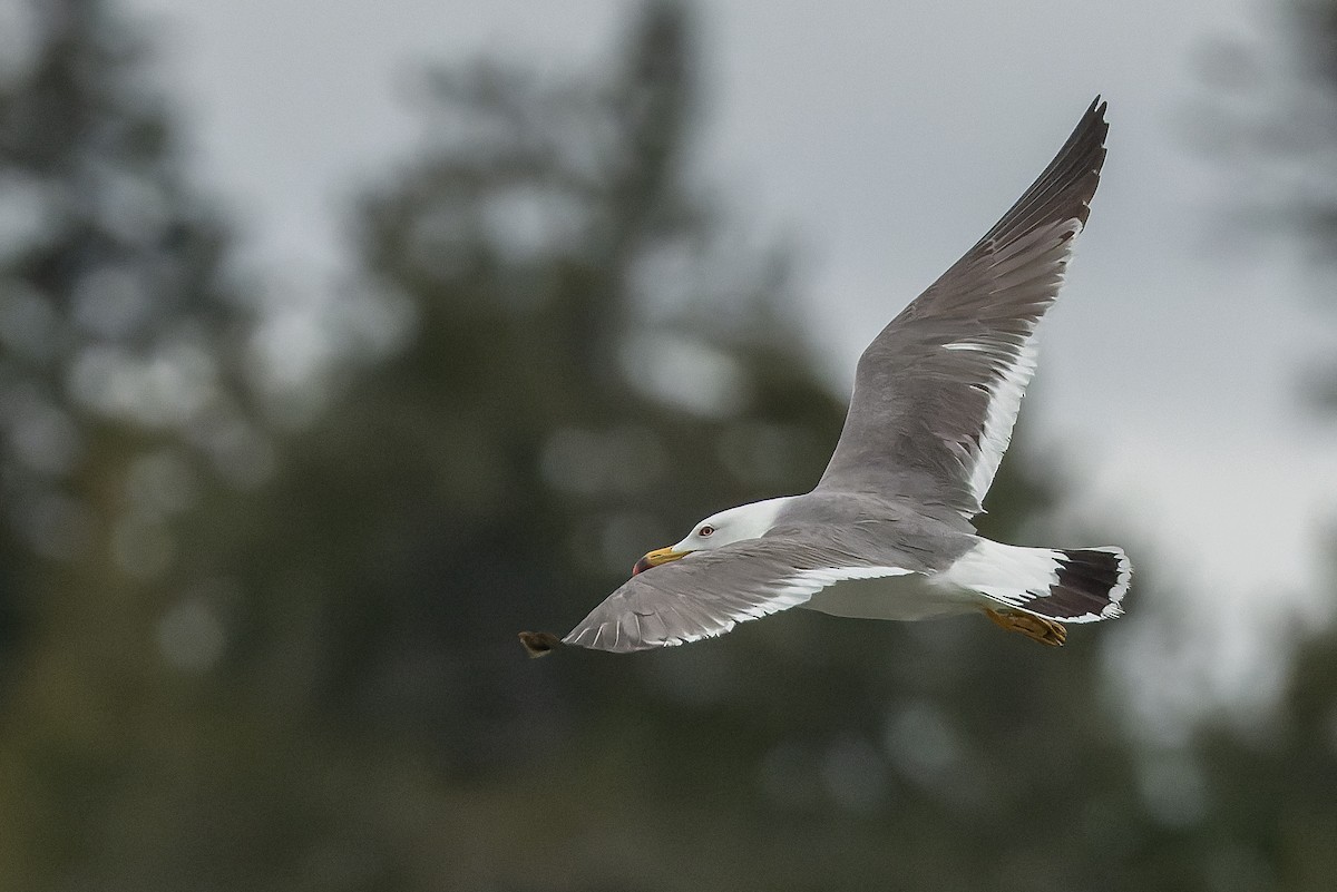 Black-tailed Gull - Joachim Bertrands