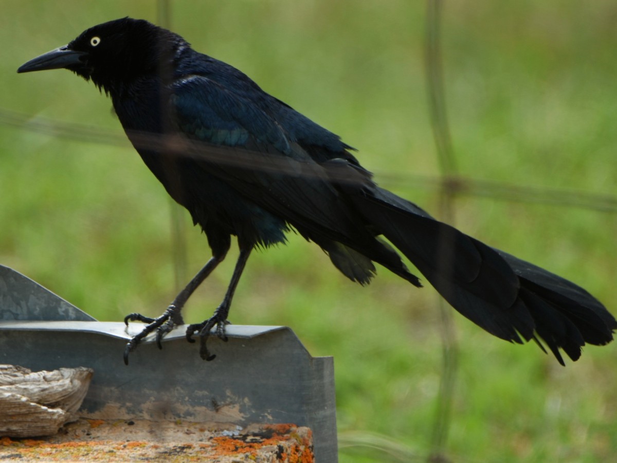 Great-tailed Grackle - Weston Smith