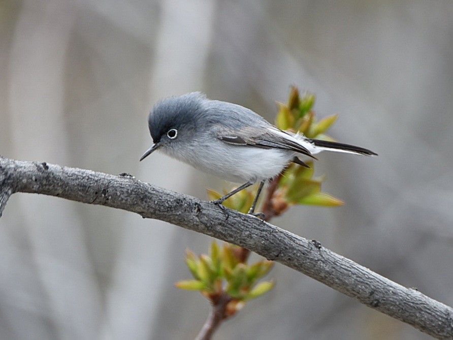 Blue-gray Gnatcatcher - ML567117141