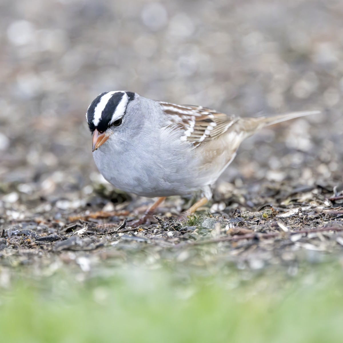 White-crowned Sparrow - ML567117341