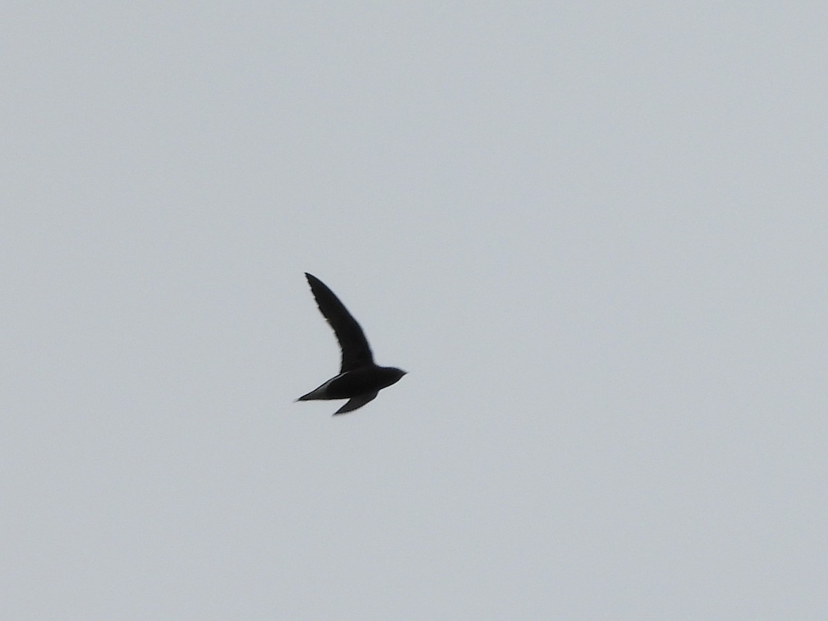Brown-backed Needletail - ML567117591