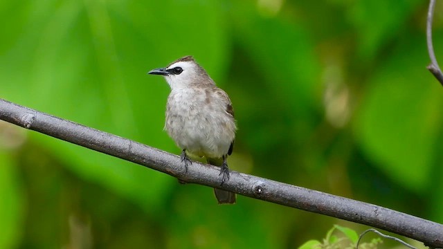 Yellow-vented Bulbul - ML567117741