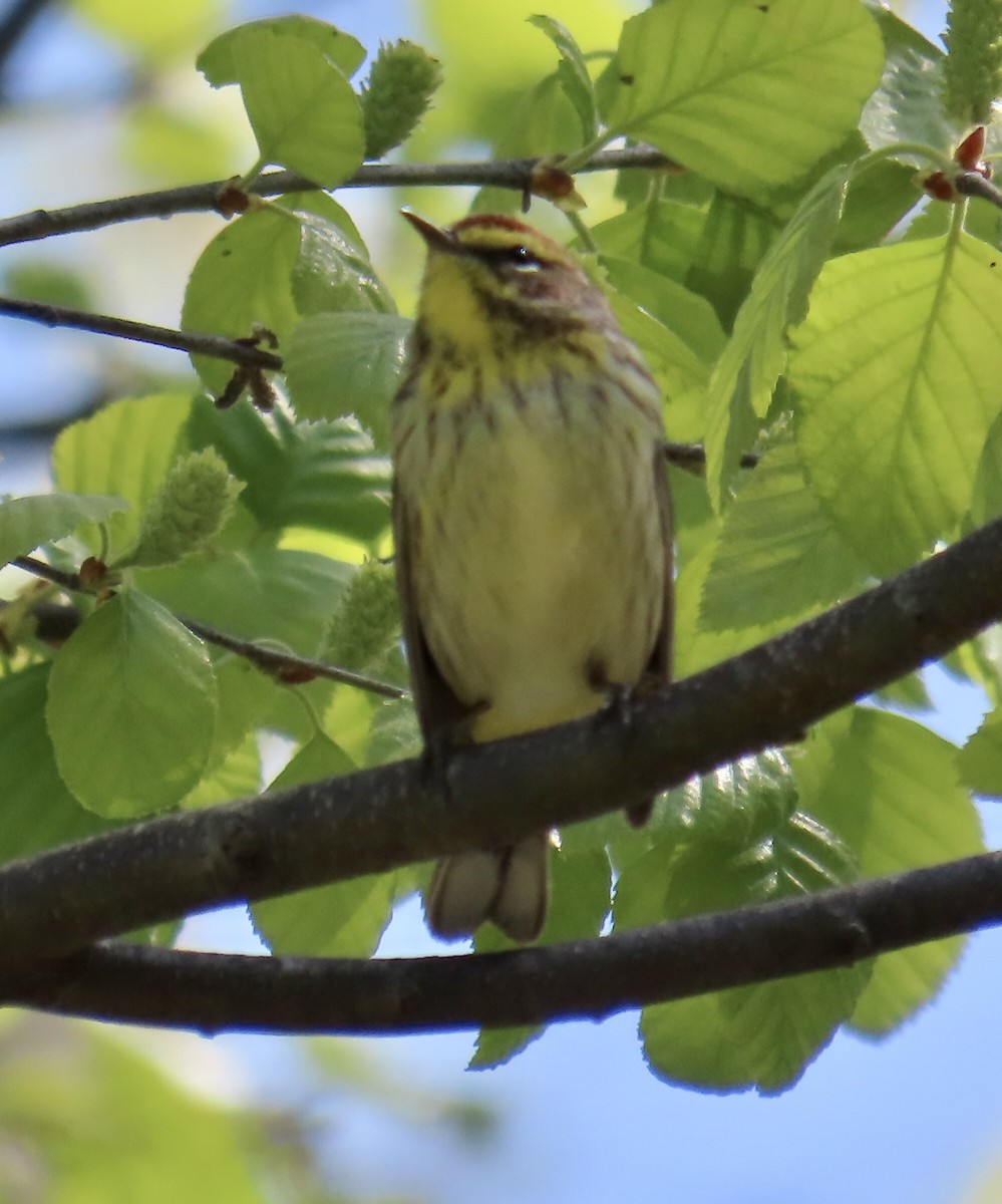 Palm Warbler - ML567118021