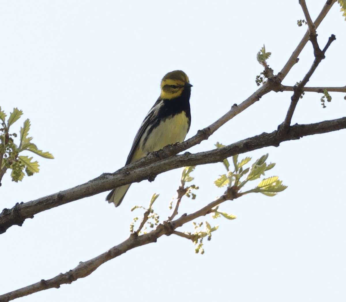 Black-throated Green Warbler - ML567118201