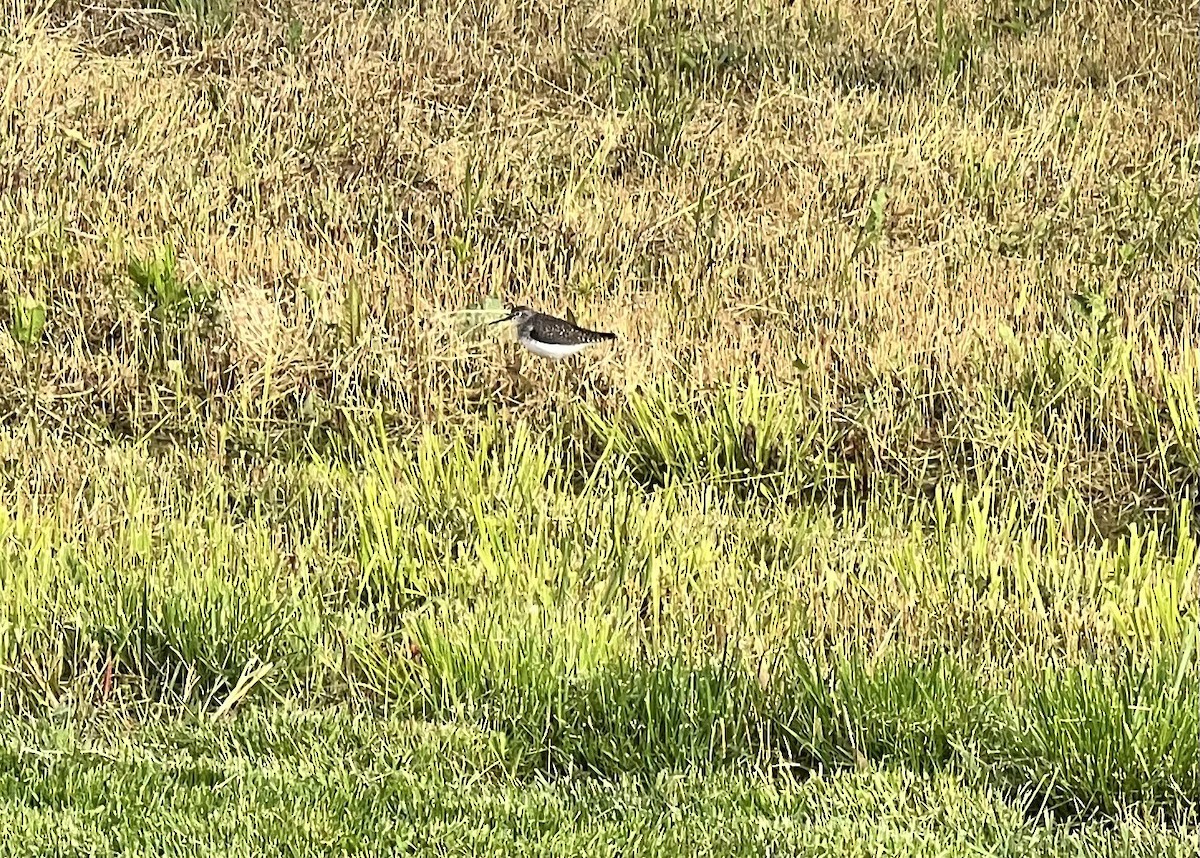 Lesser Yellowlegs - ML567118351