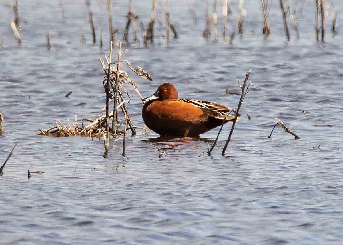 Cinnamon Teal - Joel Schmidt