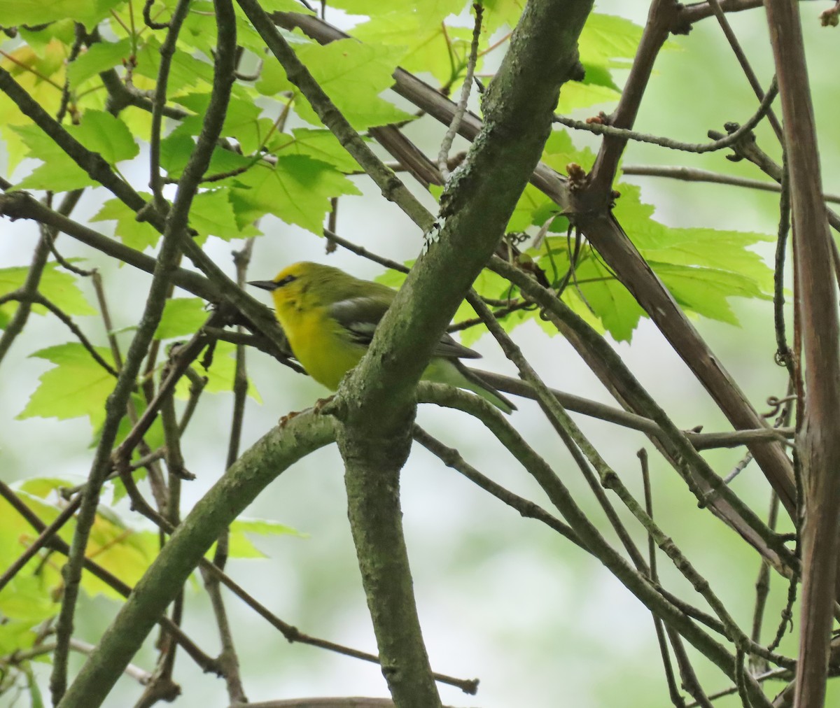 Blauflügel-Waldsänger - ML567118791