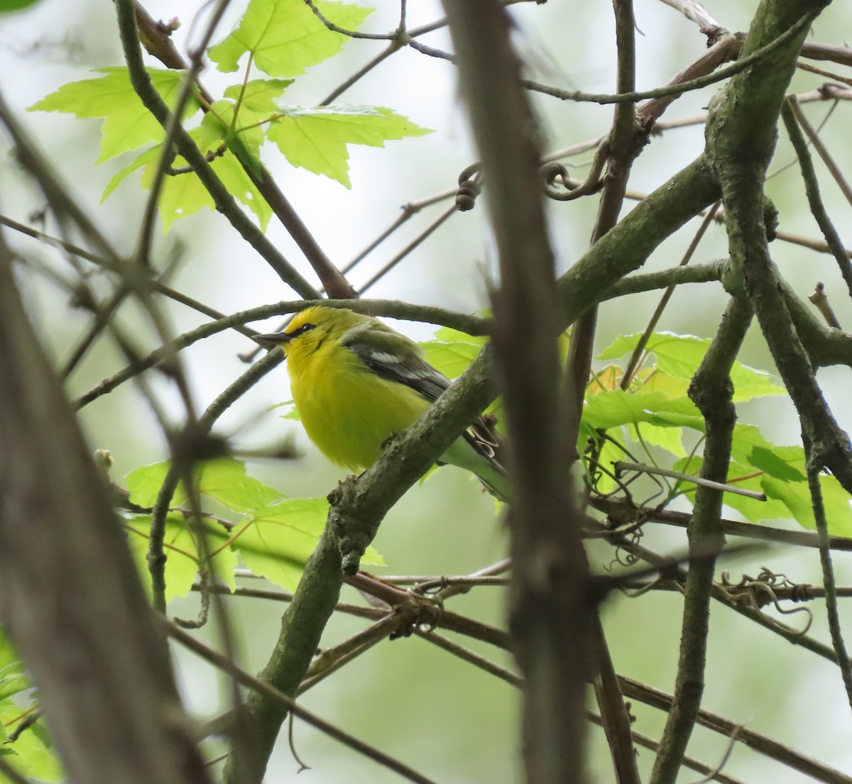 Blauflügel-Waldsänger - ML567118811