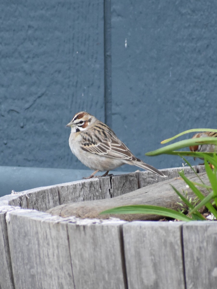 Lark Sparrow - Diane Pettey