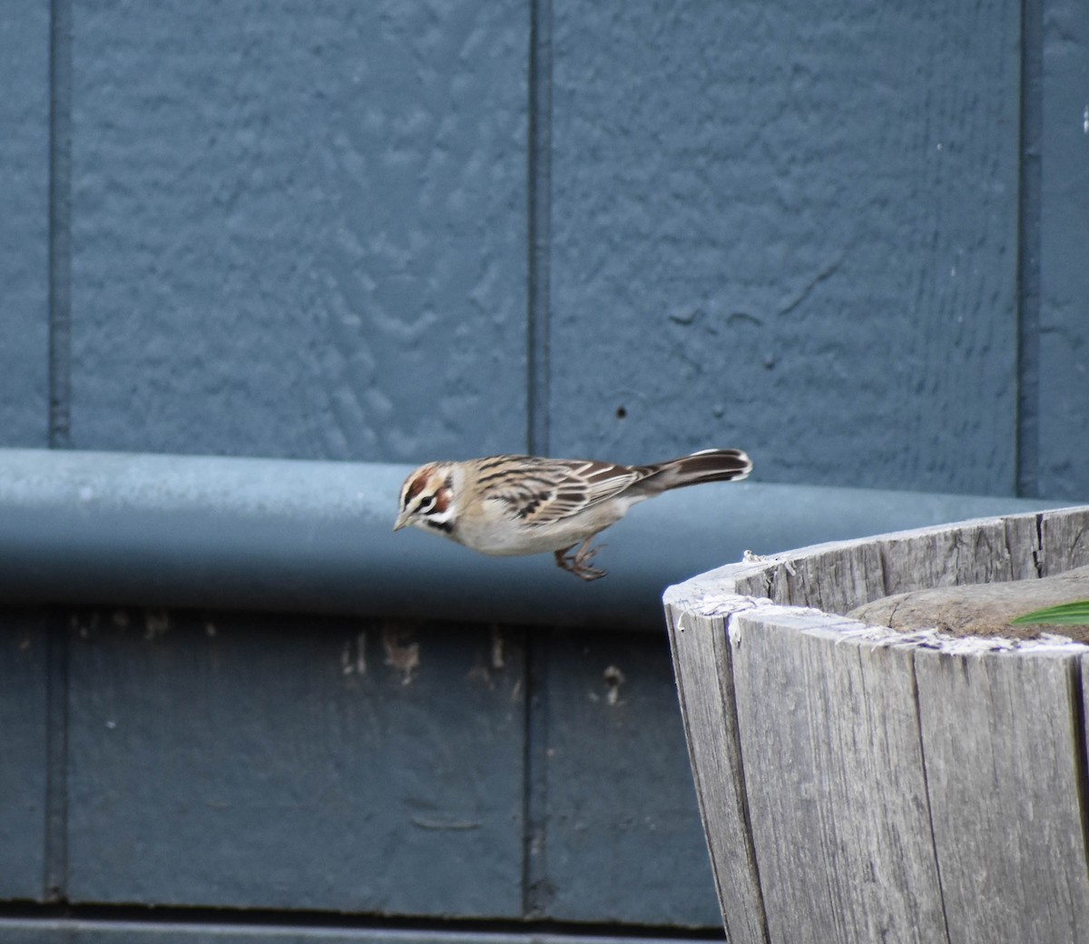 Lark Sparrow - ML567120661