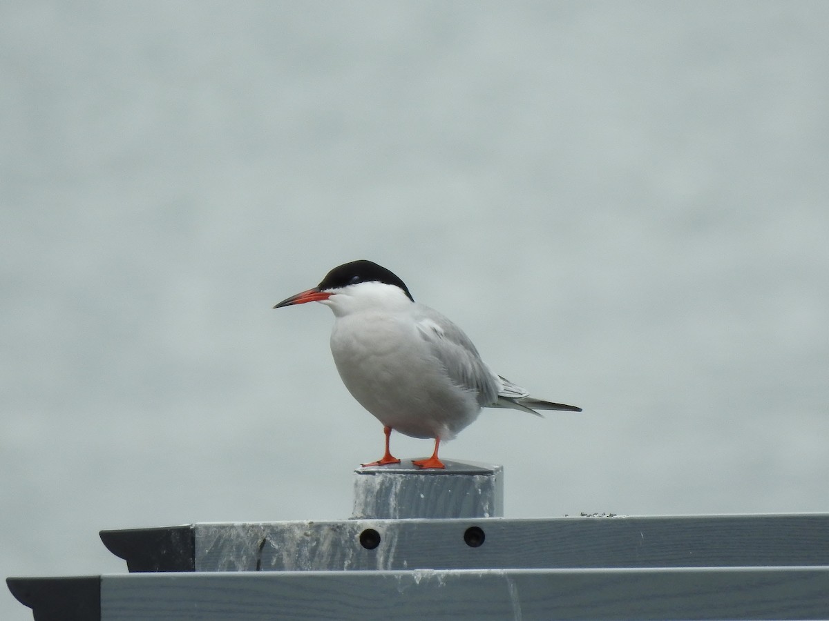 Common Tern - ML567121151