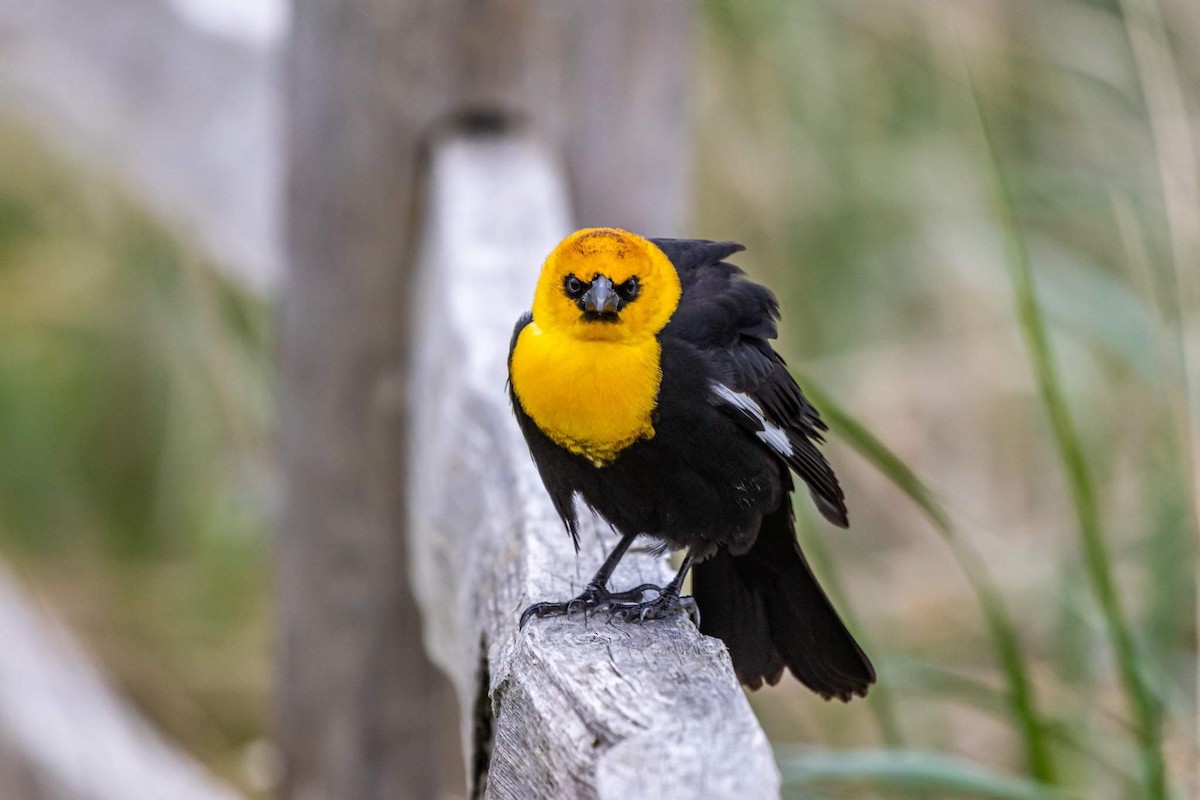 Yellow-headed Blackbird - ML567121601
