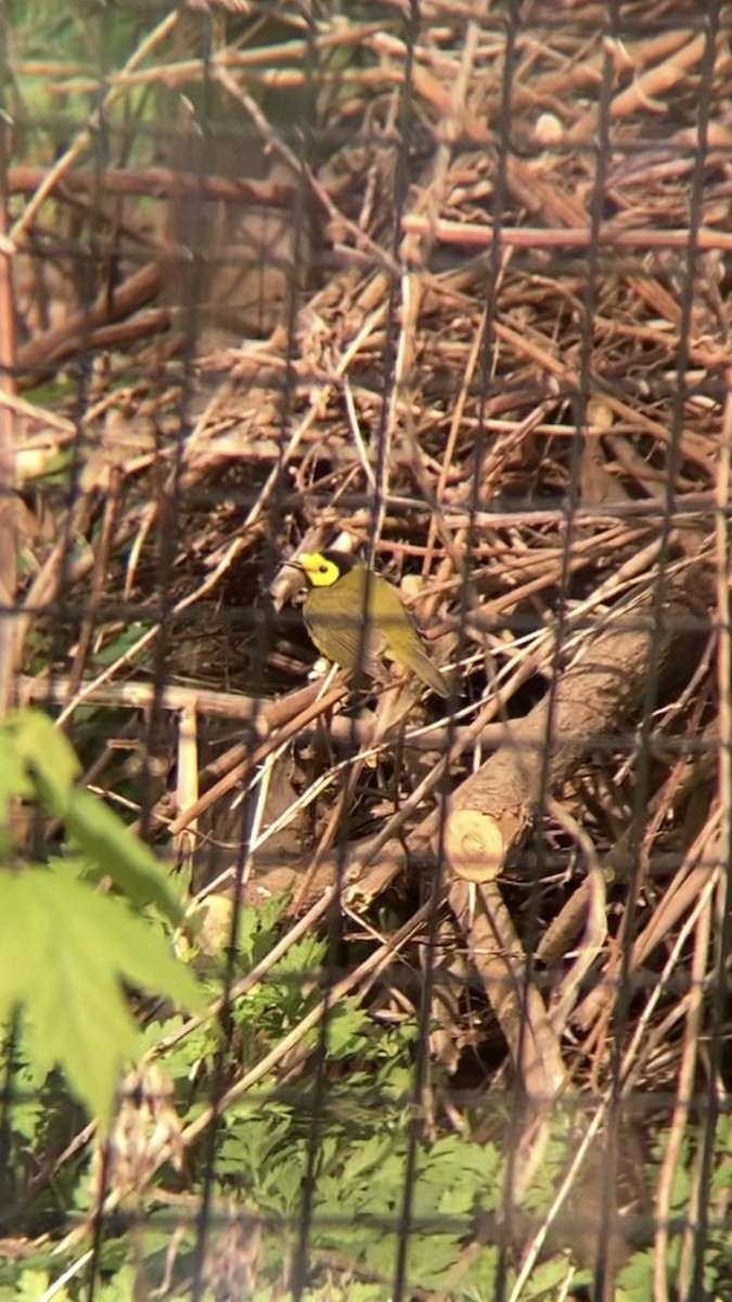 Hooded Warbler - ML567122161