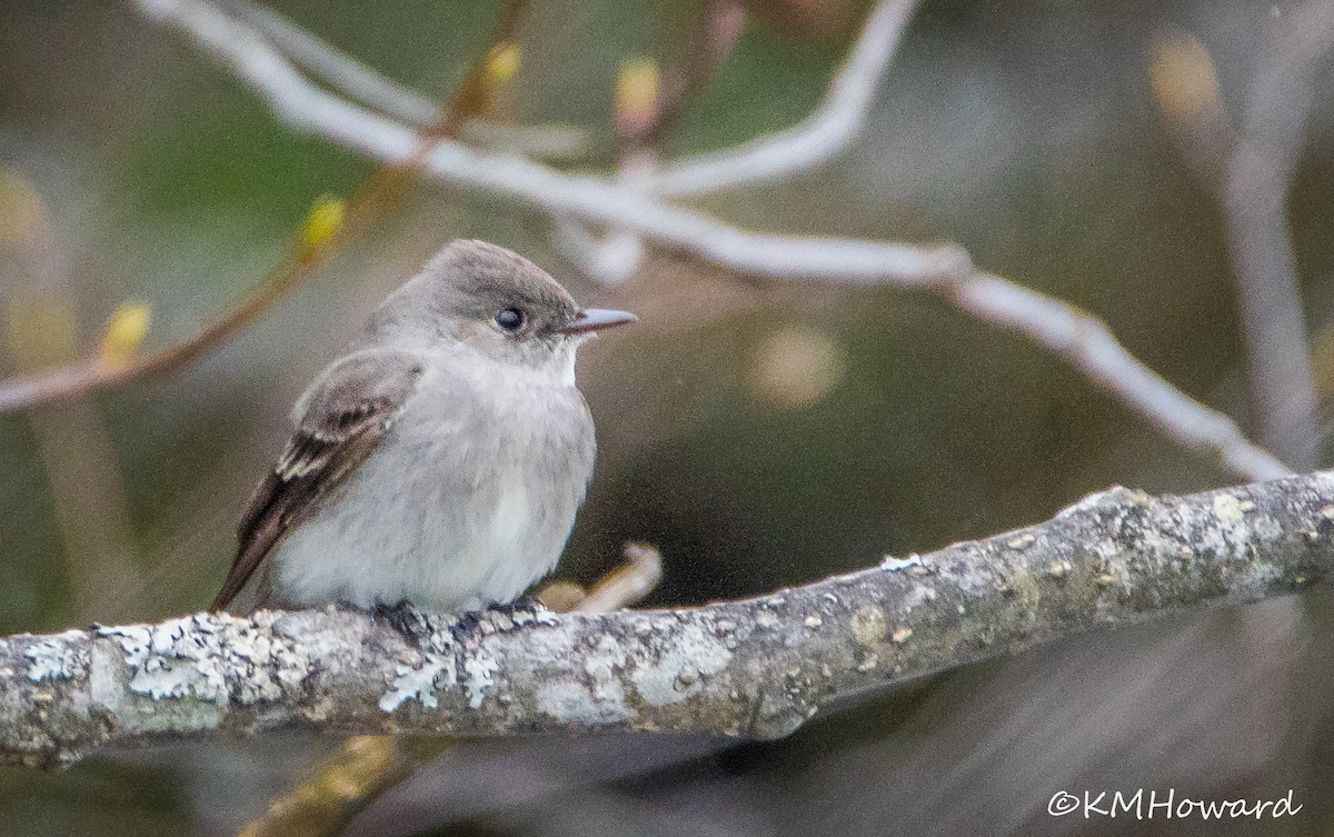 Western Wood-Pewee - Kerry Howard