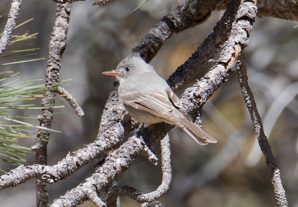 Greater Pewee - Chris Charlesworth