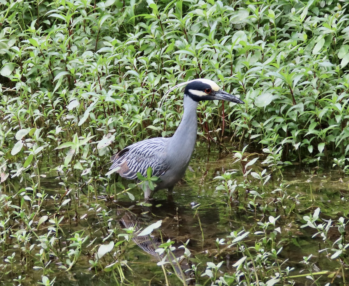 Yellow-crowned Night Heron - ML567124301