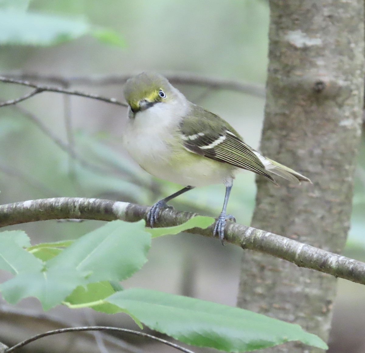 White-eyed Vireo - ML567124351