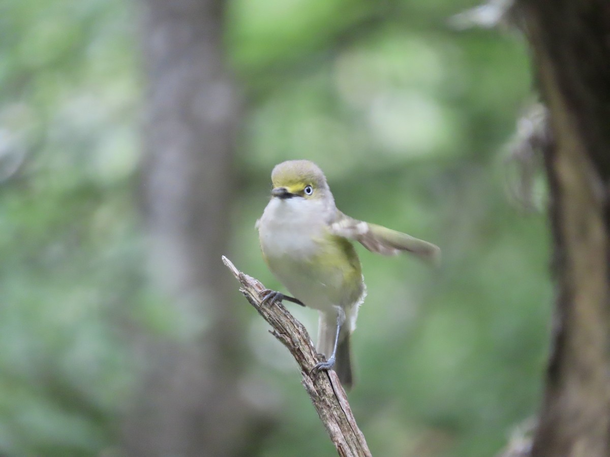 Vireo Ojiblanco - ML567124361