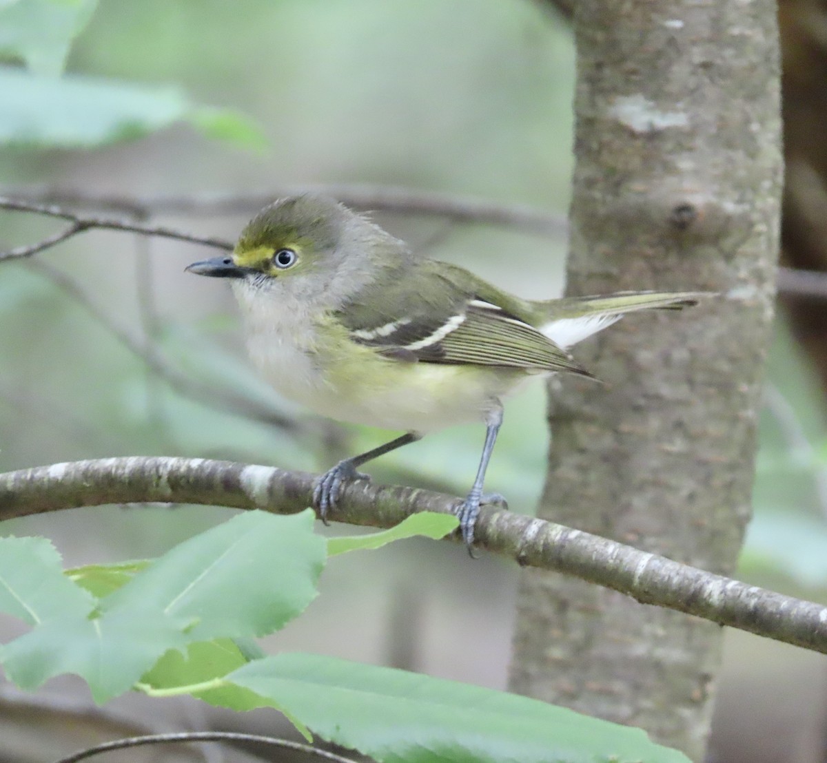 White-eyed Vireo - ML567124401