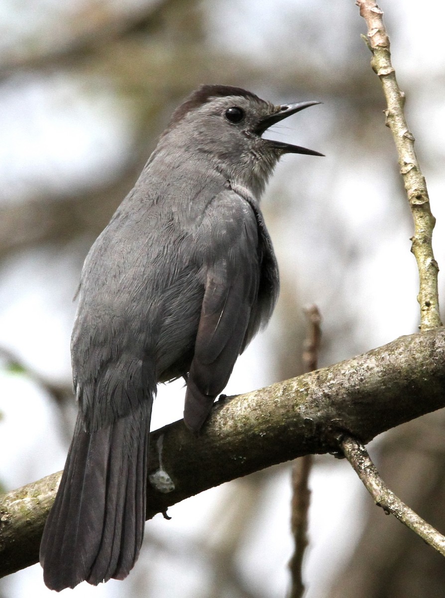 Gray Catbird - ML567124631