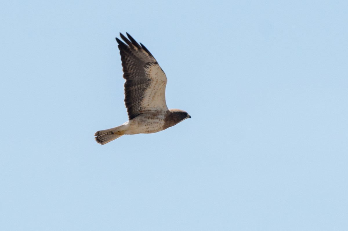 Swainson's Hawk - ML567125181