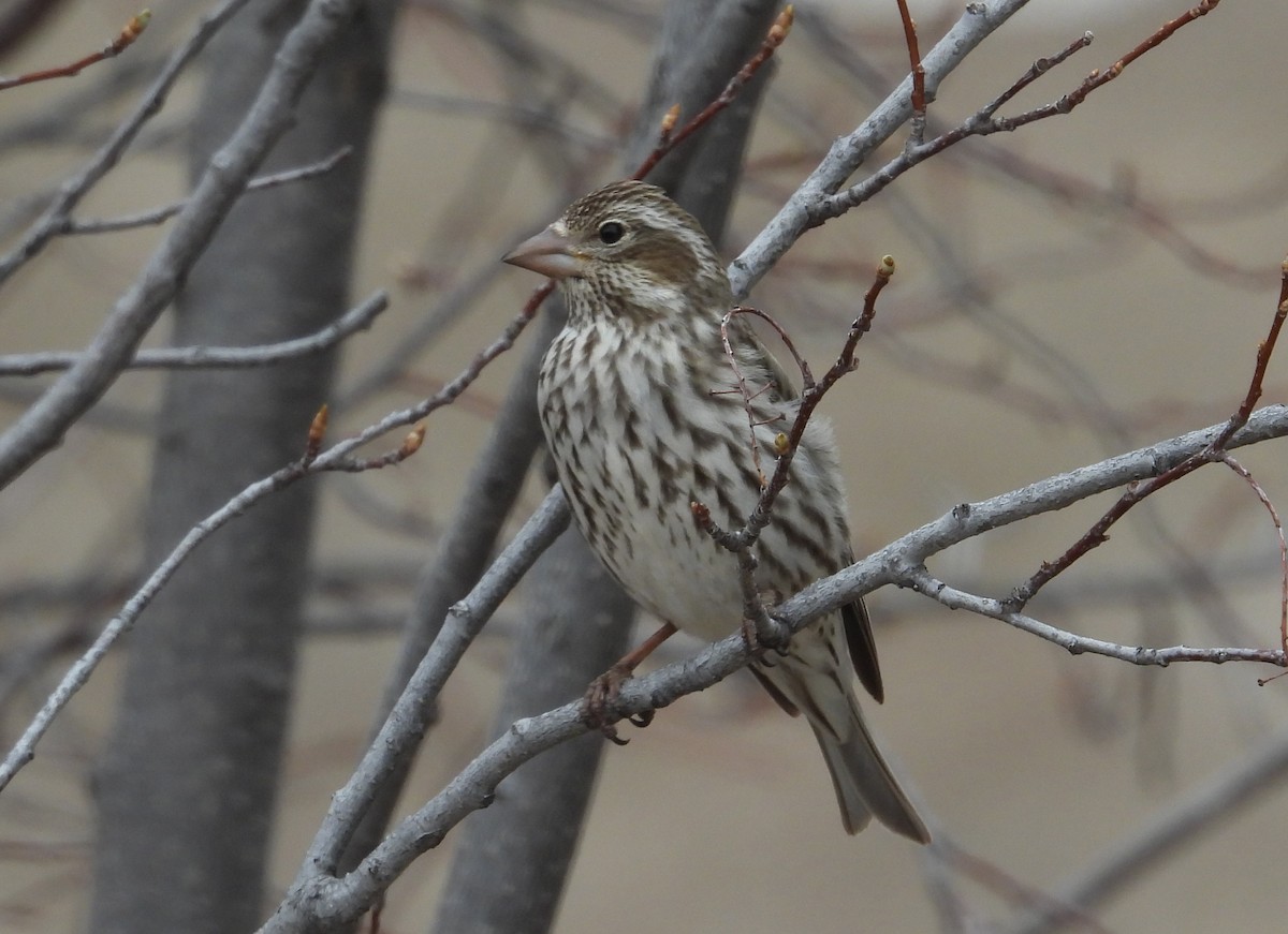 Cassin's Finch - Tresa Moulton