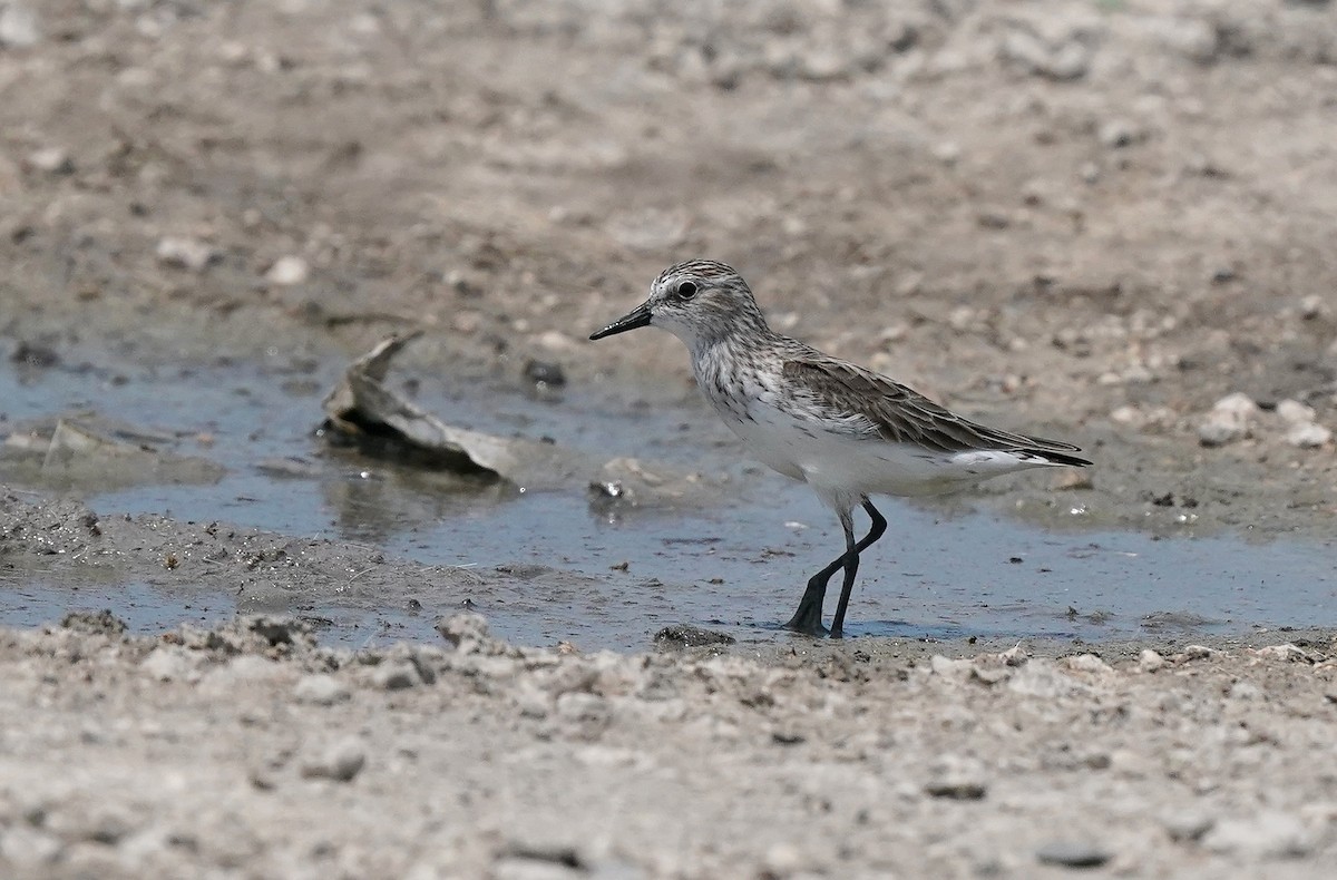 Semipalmated Sandpiper - ML567125691