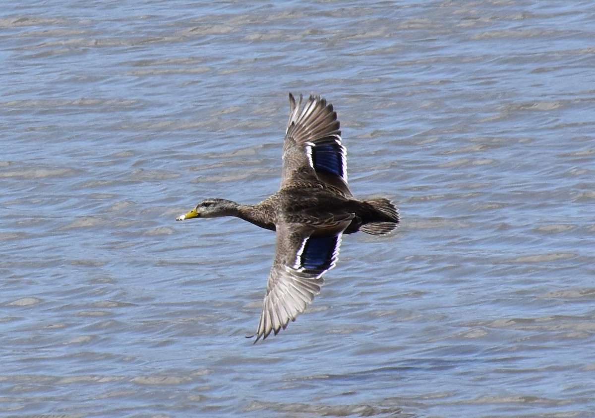 Mexican Duck - ML567126831