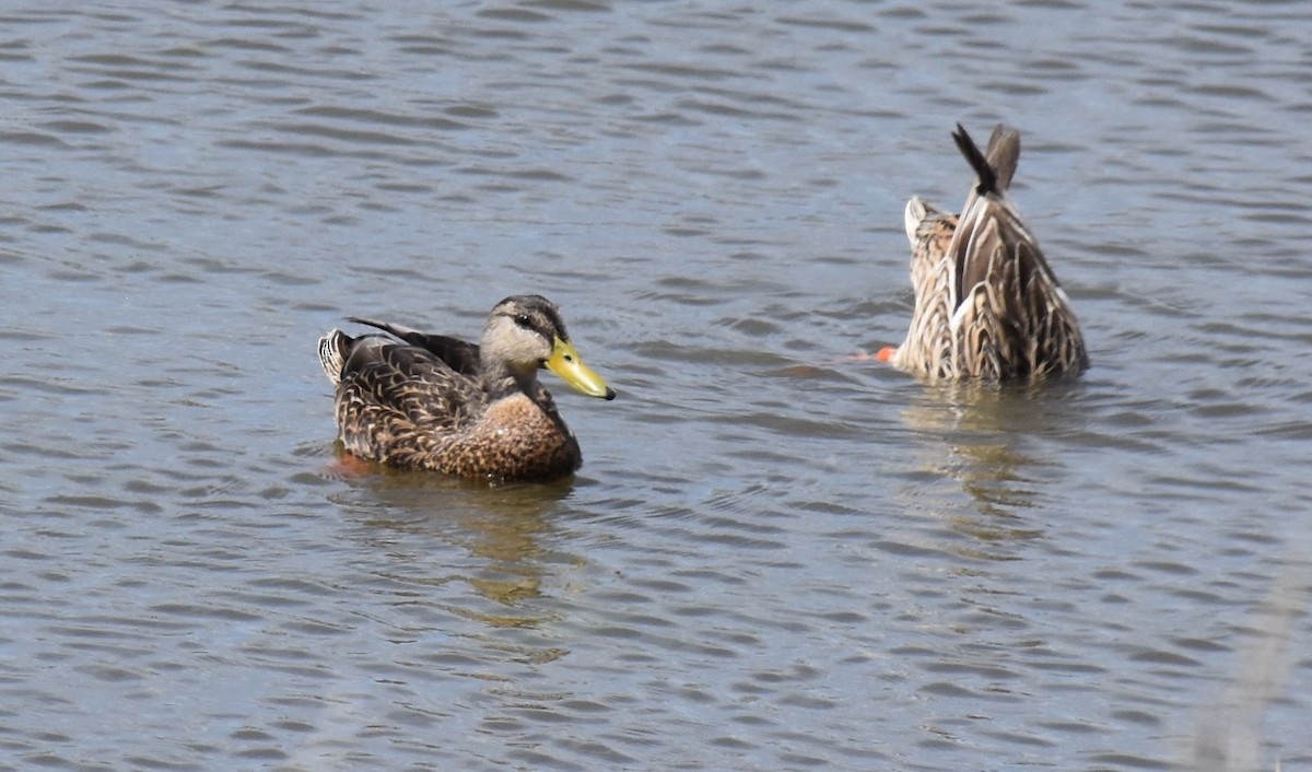 Mexican Duck - ML567126961