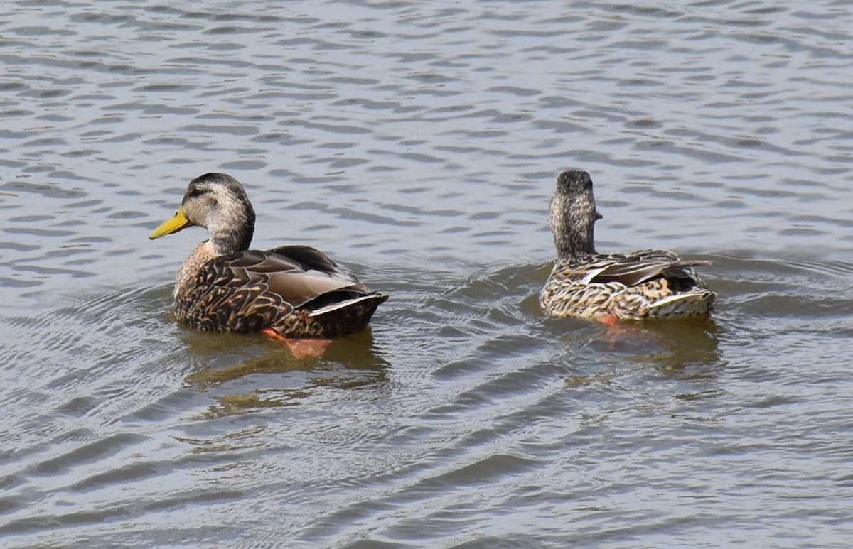 Mexican Duck - David Wheeler