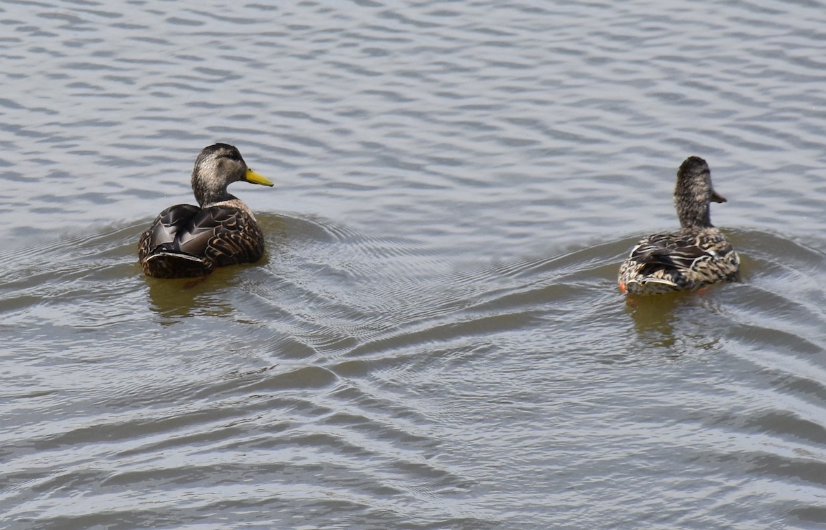 Mexican Duck - ML567126981