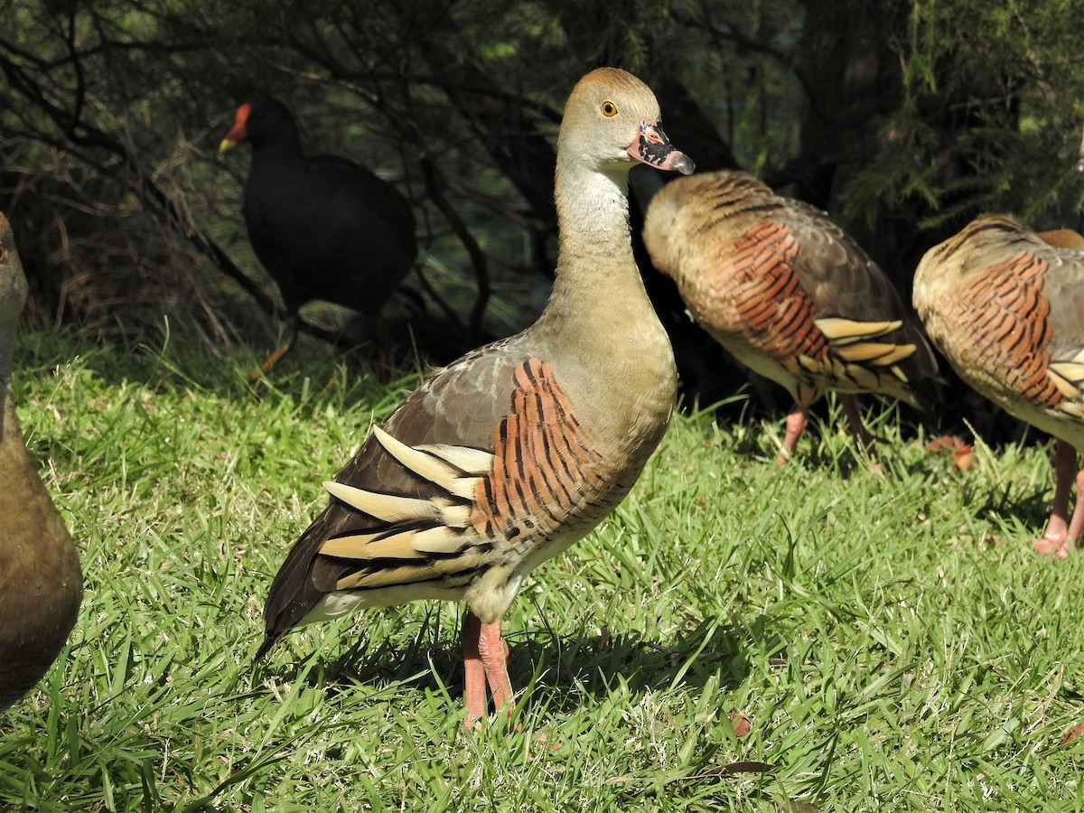 Plumed Whistling-Duck - Guy Castley