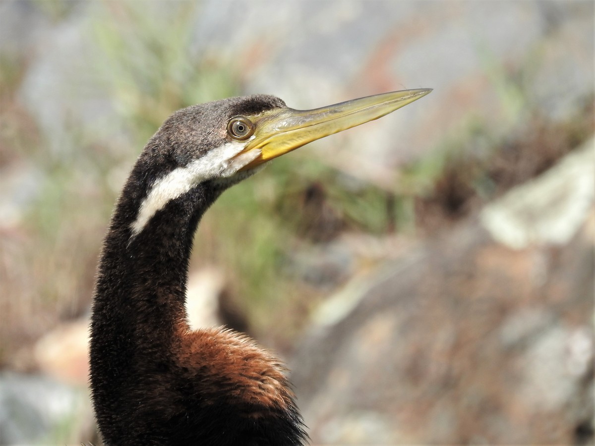 Austral-Schlangenhalsvogel - ML567128001