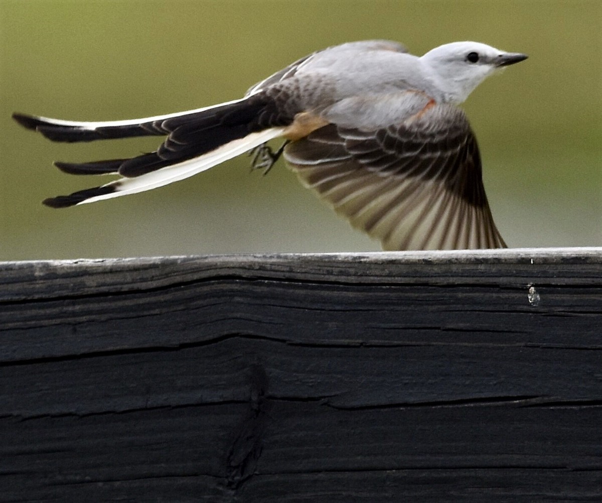 Scissor-tailed Flycatcher - ML567129231