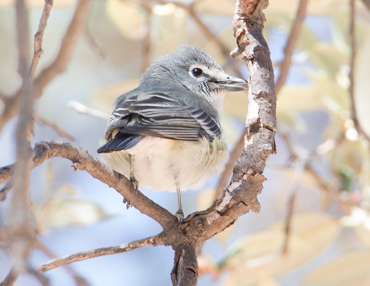 Vireo Plomizo - ML567129421