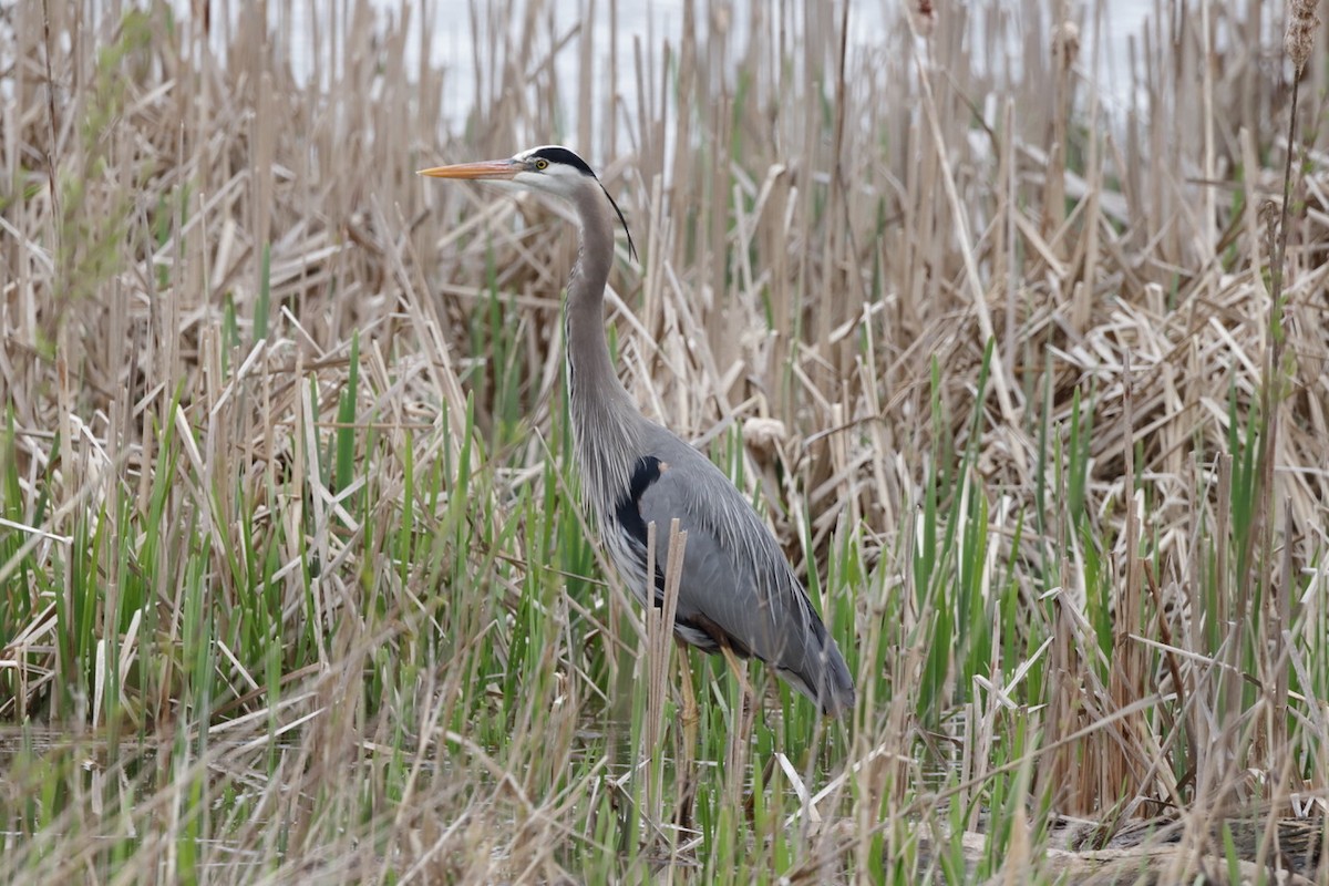 Great Blue Heron - ML567129631