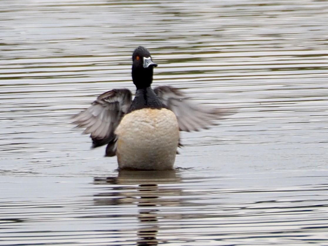Ring-necked Duck - Wendy Feltham
